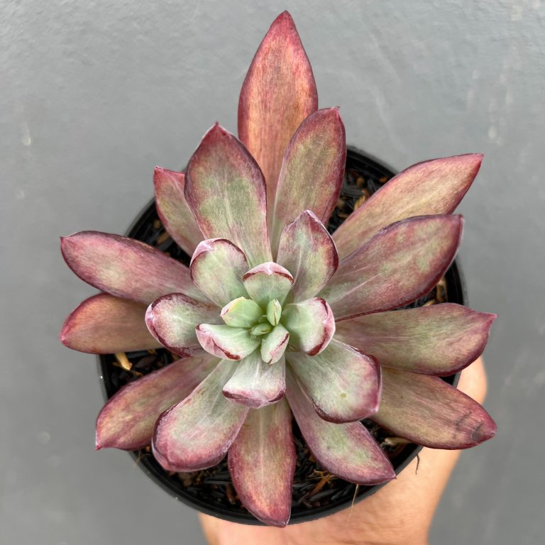 1414. Echeveria Party Dress Mutation