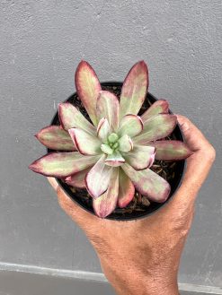 Echeveria Party Dress Mutation, real gallery image #1 plants. Picture taken directly from kaktus.id community Echeveria farmer green houses.