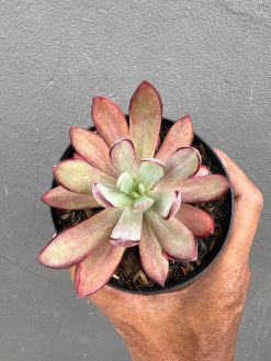 Echeveria Party Dress Mutation, real gallery image #2 plants. Picture taken directly from kaktus.id community Echeveria farmer green houses.