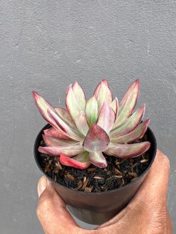 Echeveria Party Dress Mutation, real gallery image #3 plants. Picture taken directly from kaktus.id community Echeveria farmer green houses.