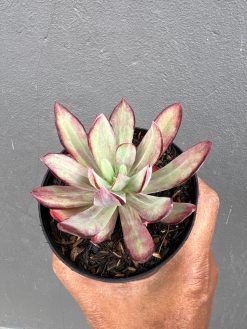 Echeveria Party Dress Mutation, real gallery image #4 plants. Picture taken directly from kaktus.id community Echeveria farmer green houses.