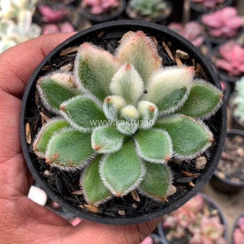 Echeveria Setosa Variegated, real gallery image #11 plants. Picture taken directly from kaktus.id community Echeveria farmer green houses.