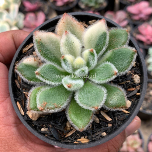 Echeveria Setosa Variegated, real gallery image #8 plants. Picture taken directly from kaktus.id community Echeveria farmer green houses.