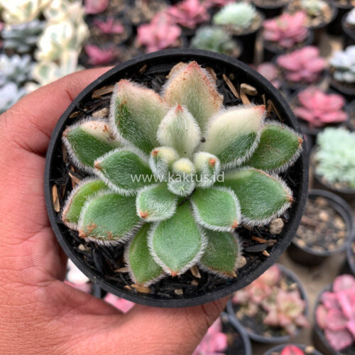 Echeveria Setosa Variegated, real gallery image #10 plants. Picture taken directly from kaktus.id community Echeveria farmer green houses.