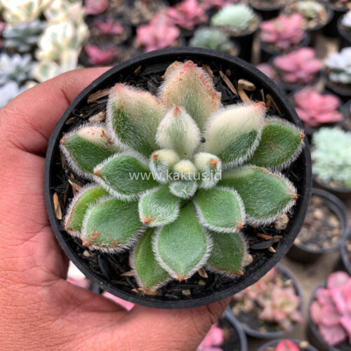 Echeveria Setosa Variegated, real gallery image #12 plants. Picture taken directly from kaktus.id community Echeveria farmer green houses.