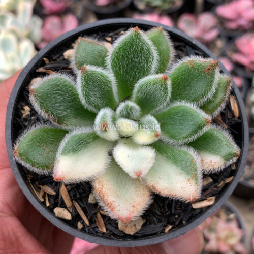 Echeveria Setosa Variegated, real gallery image #4 plants. Picture taken directly from kaktus.id community Echeveria farmer green houses.