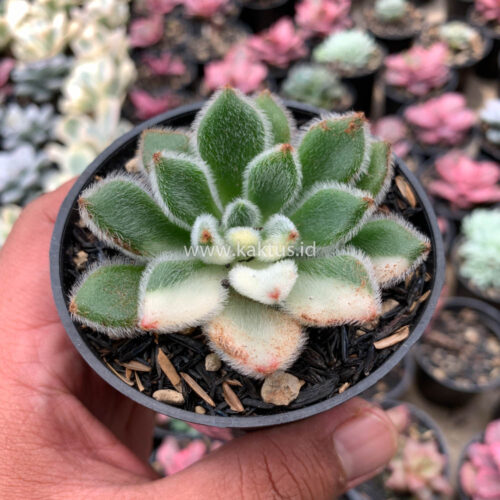 Echeveria Setosa Variegated, real gallery image #13 plants. Picture taken directly from kaktus.id community Echeveria farmer green houses.