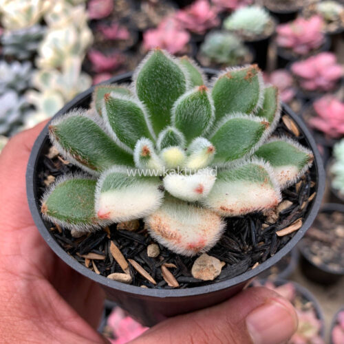 Echeveria Setosa Variegated, real gallery image #9 plants. Picture taken directly from kaktus.id community Echeveria farmer green houses.
