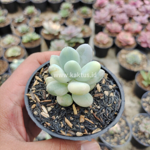 Pachyphytum Oviferum - Moonstones Mutation Variegated, real gallery image #9 plants. Picture taken directly from kaktus.id community Pachyphytum farmer green houses.