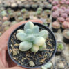 Pachyphytum Oviferum - Moonstones Mutation Variegated, real gallery image #10 plants. Picture taken directly from kaktus.id community Pachyphytum farmer green houses.