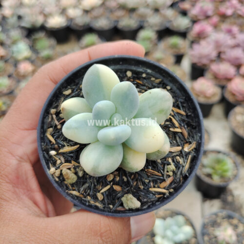 Pachyphytum Oviferum - Moonstones Mutation Variegated, real gallery image #12 plants. Picture taken directly from kaktus.id community Pachyphytum farmer green houses.