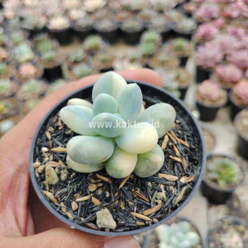 Pachyphytum Oviferum - Moonstones Mutation Variegated, real gallery image #13 plants. Picture taken directly from kaktus.id community Pachyphytum farmer green houses.
