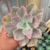 Echeveria Chantilly Mutation, real gallery image #4 plants. Picture taken directly from kaktus.id community Echeveria farmer green houses.