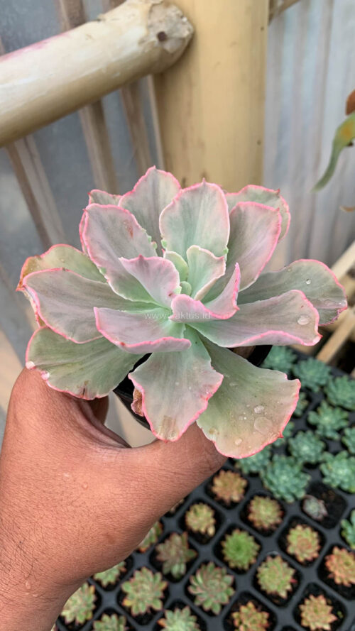 Echeveria Chantilly Mutation, real gallery image #1 plants. Picture taken directly from kaktus.id community Echeveria farmer green houses.