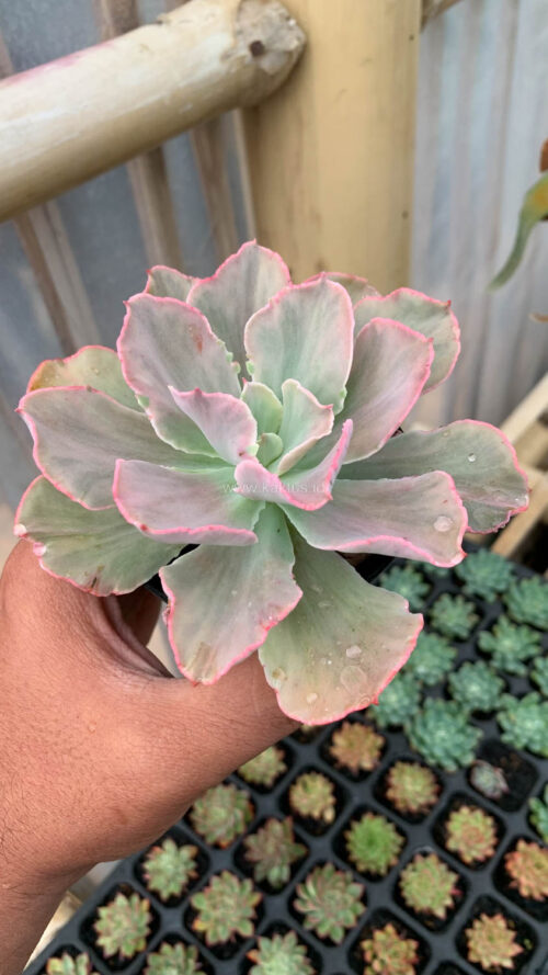 Echeveria Chantilly Mutation, real gallery image #3 plants. Picture taken directly from kaktus.id community Echeveria farmer green houses.