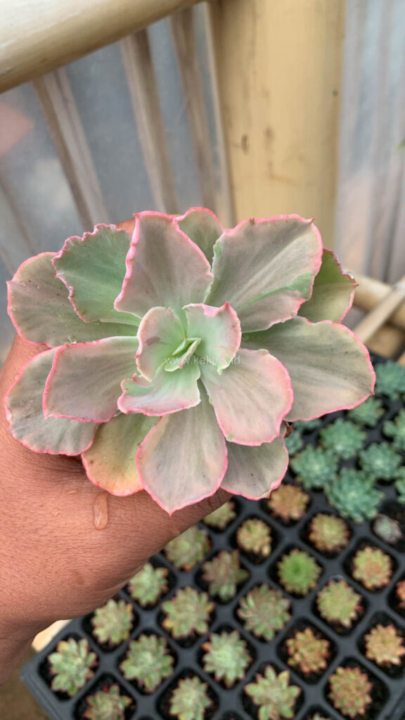 kaktus.id