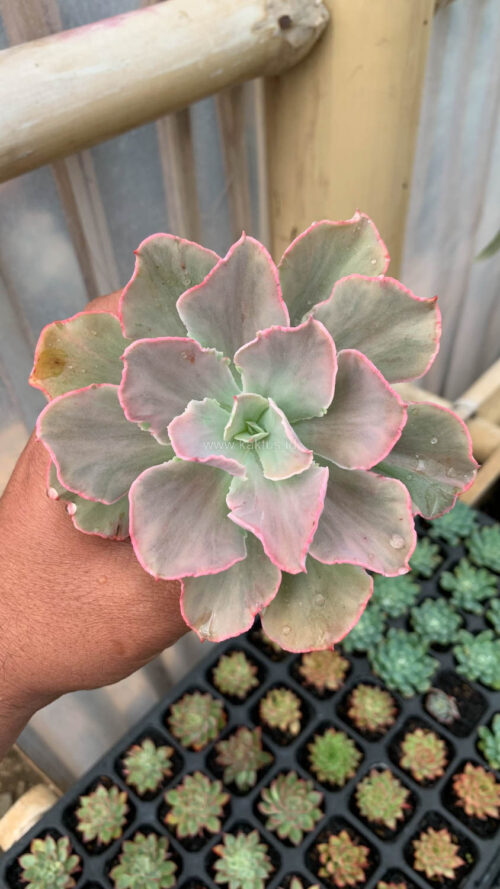 Echeveria Chantilly Mutation, real gallery image #5 plants. Picture taken directly from kaktus.id community Echeveria farmer green houses.