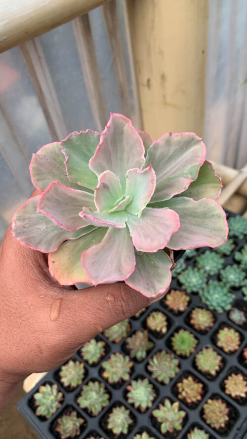 Echeveria Chantilly Mutation, real gallery image #6 plants. Picture taken directly from kaktus.id community Echeveria farmer green houses.