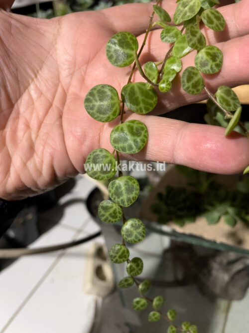 Peperomia Prostrata / String Of Turtles, real gallery image #1 plants. Picture taken directly from kaktus.id community Peperomia farmer green houses.