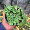 Peperomia Prostrata / String Of Turtles, real feature image plant. Picture taken directly from kaktus.id community Peperomia farmer green houses.