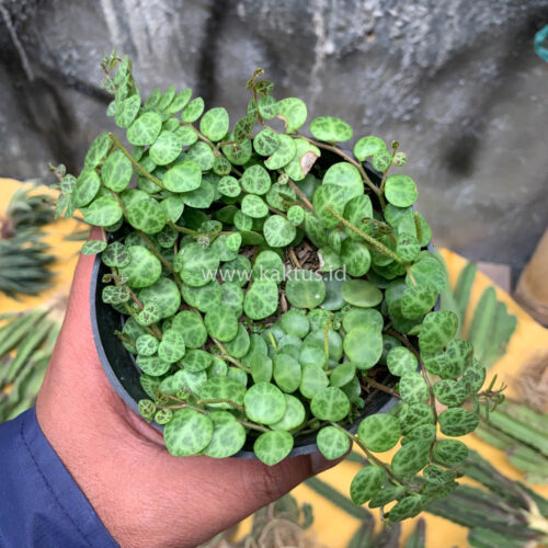 Peperomia Prostrata / String Of Turtles, real feature image plant. Picture taken directly from kaktus.id community Peperomia farmer green houses.