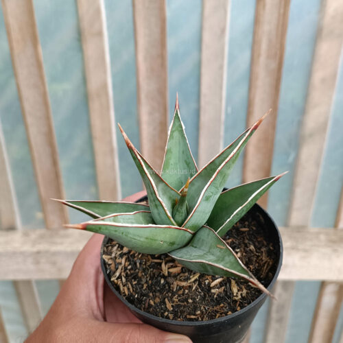 Sansevieria Pinguicula, real gallery image #11 plants. Picture taken directly from kaktus.id community Sansevieria farmer green houses.