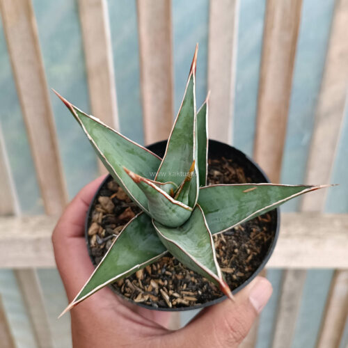 Sansevieria Pinguicula, real gallery image #7 plants. Picture taken directly from kaktus.id community Sansevieria farmer green houses.