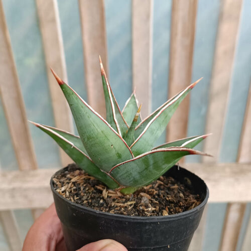 Sansevieria Pinguicula, real gallery image #2 plants. Picture taken directly from kaktus.id community Sansevieria farmer green houses.
