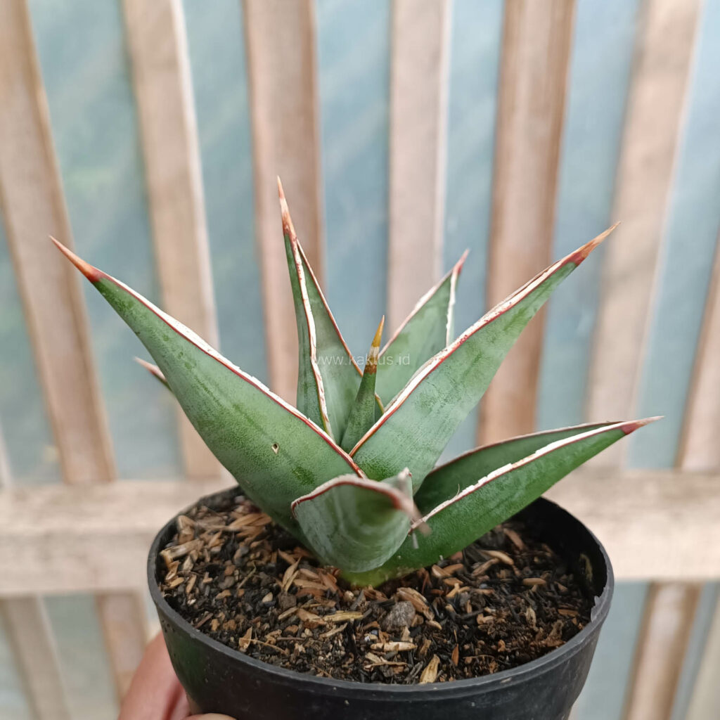 High Quality Sansevieria Pinguicula For Sale