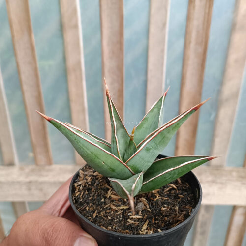 Sansevieria Pinguicula, real gallery image #13 plants. Picture taken directly from kaktus.id community Sansevieria farmer green houses.