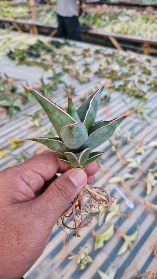 Sansevieria Pinguicula, real gallery image #19 plants. Picture taken directly from kaktus.id community Sansevieria farmer green houses.