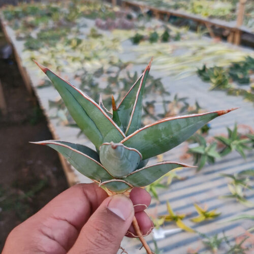 Sansevieria Pinguicula, real gallery image #10 plants. Picture taken directly from kaktus.id community Sansevieria farmer green houses.