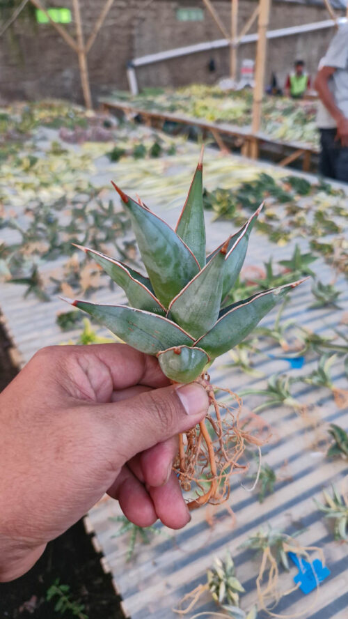 Sansevieria Pinguicula, real gallery image #6 plants. Picture taken directly from kaktus.id community Sansevieria farmer green houses.