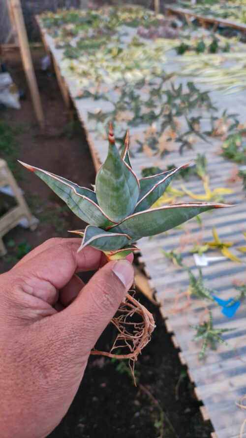 Sansevieria Pinguicula, real gallery image #5 plants. Picture taken directly from kaktus.id community Sansevieria farmer green houses.
