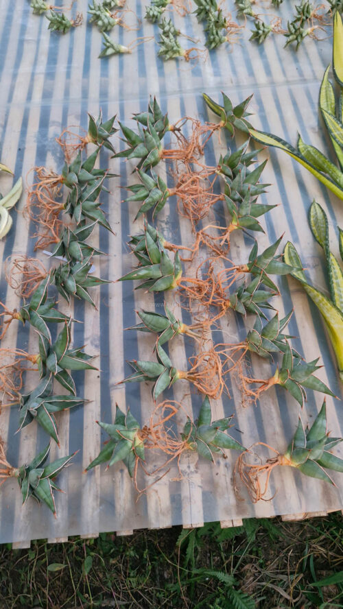 Sansevieria Pinguicula, real gallery image #17 plants. Picture taken directly from kaktus.id community Sansevieria farmer green houses.