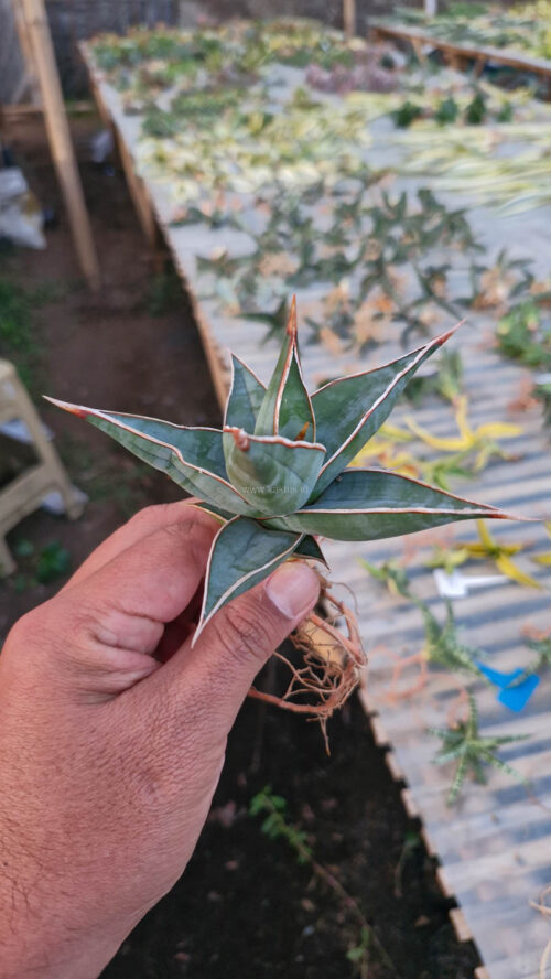 Sansevieria Pinguicula, real gallery image #3 plants. Picture taken directly from kaktus.id community Sansevieria farmer green houses.