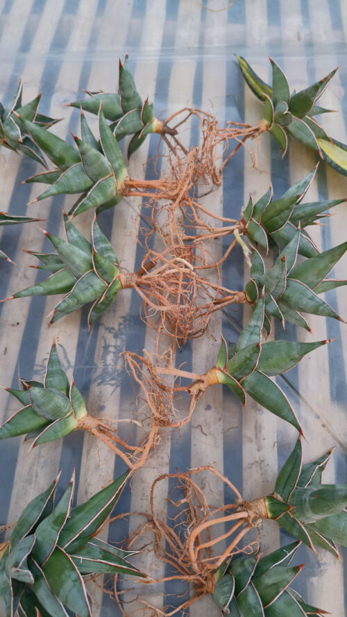 Sansevieria Pinguicula, real gallery image #8 plants. Picture taken directly from kaktus.id community Sansevieria farmer green houses.