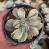 Echeveria Chantilly Chlorophyll, real gallery image #5 plants. Picture taken directly from kaktus.id community Echeveria farmer green houses.
