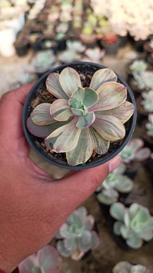 Echeveria Chantilly Chlorophyll, real gallery image #3 plants. Picture taken directly from kaktus.id community Echeveria farmer green houses.