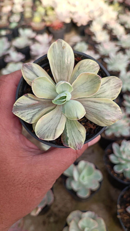 Echeveria Chantilly Chlorophyll, real gallery image #7 plants. Picture taken directly from kaktus.id community Echeveria farmer green houses.