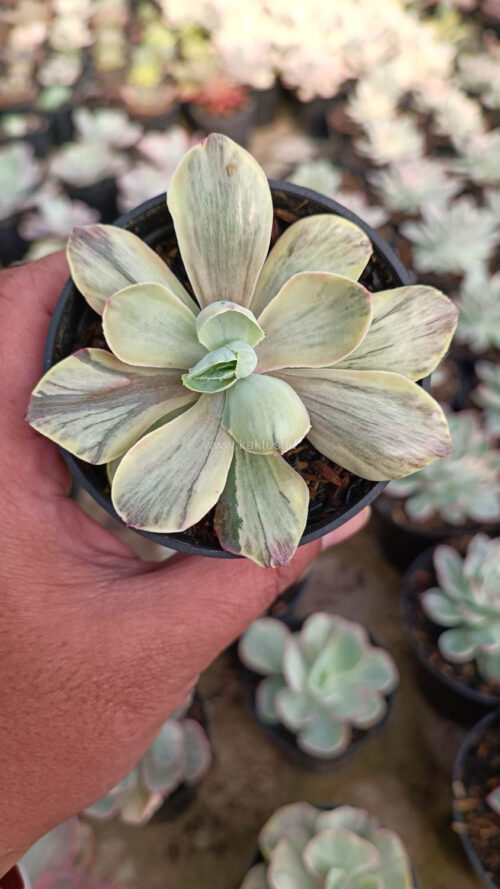 Echeveria Chantilly Chlorophyll, real gallery image #17 plants. Picture taken directly from kaktus.id community Echeveria farmer green houses.