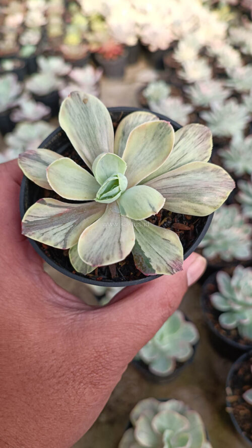 Echeveria Chantilly Chlorophyll, real gallery image #16 plants. Picture taken directly from kaktus.id community Echeveria farmer green houses.