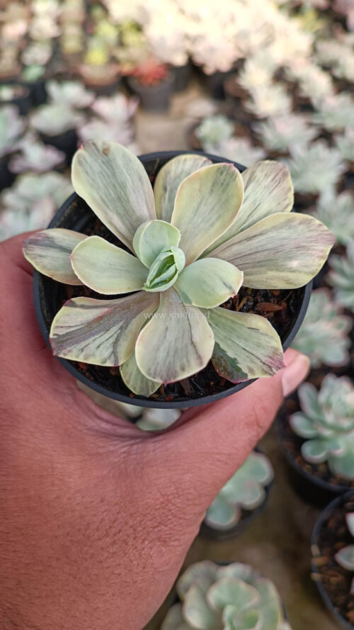 Echeveria Chantilly Chlorophyll, real gallery image #12 plants. Picture taken directly from kaktus.id community Echeveria farmer green houses.