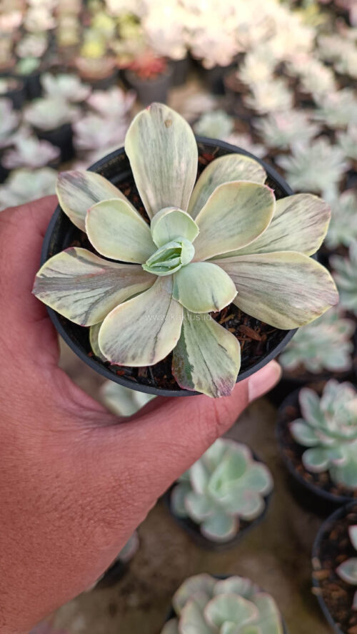 Echeveria Chantilly Chlorophyll, real gallery image #18 plants. Picture taken directly from kaktus.id community Echeveria farmer green houses.