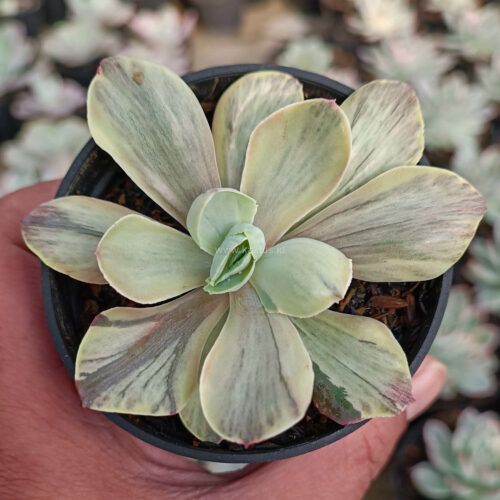 Echeveria Chantilly Chlorophyll, real gallery image #1 plants. Picture taken directly from kaktus.id community Echeveria farmer green houses.