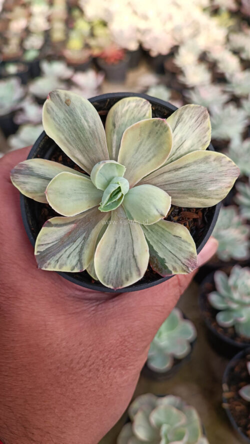 Echeveria Chantilly Chlorophyll, real gallery image #10 plants. Picture taken directly from kaktus.id community Echeveria farmer green houses.
