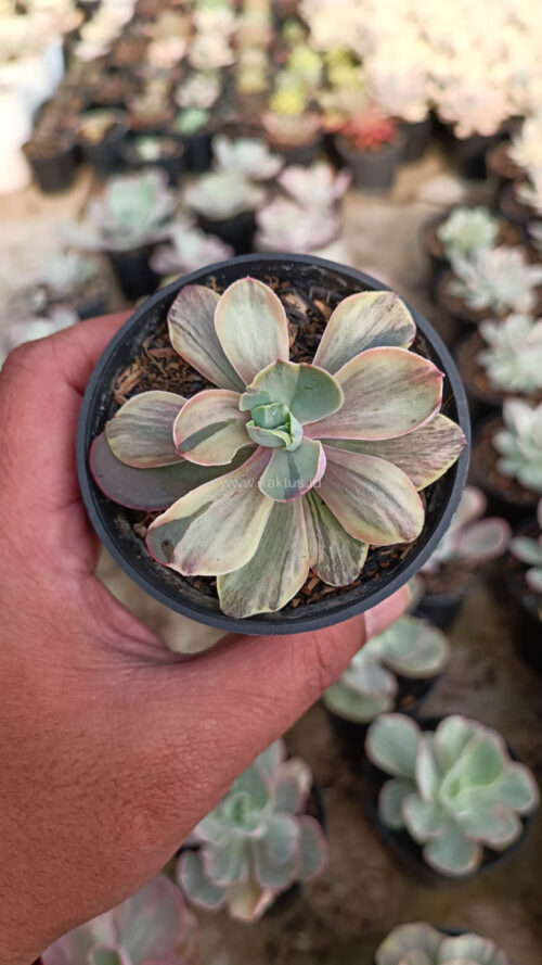 Echeveria Chantilly Chlorophyll, real gallery image #15 plants. Picture taken directly from kaktus.id community Echeveria farmer green houses.