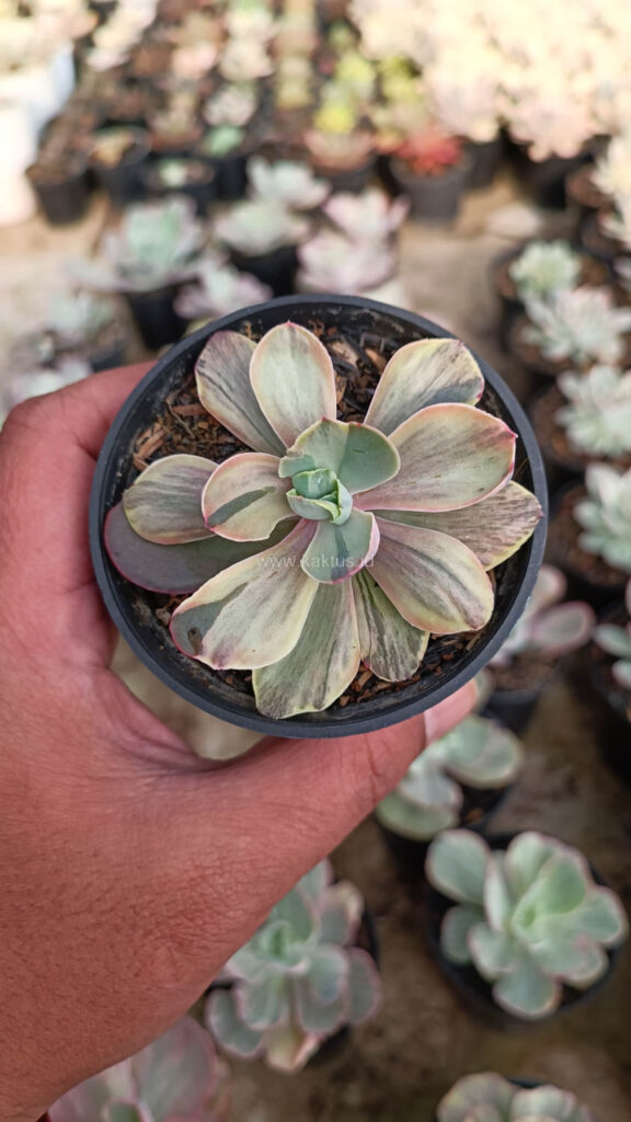 kaktus.id