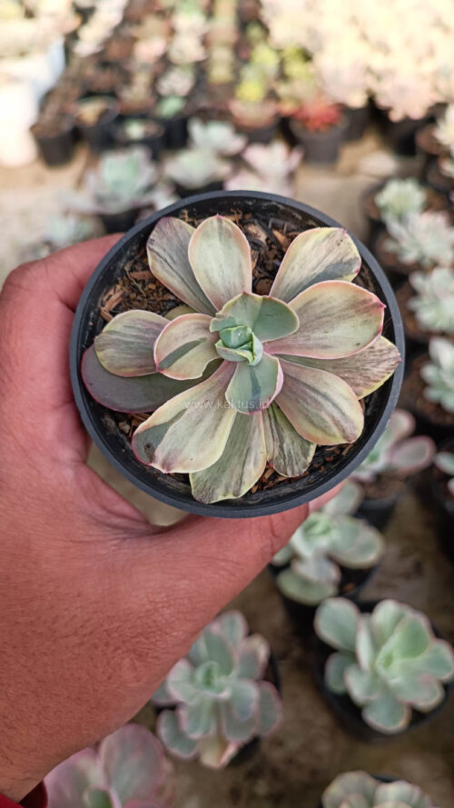 Echeveria Chantilly Chlorophyll, real gallery image #8 plants. Picture taken directly from kaktus.id community Echeveria farmer green houses.