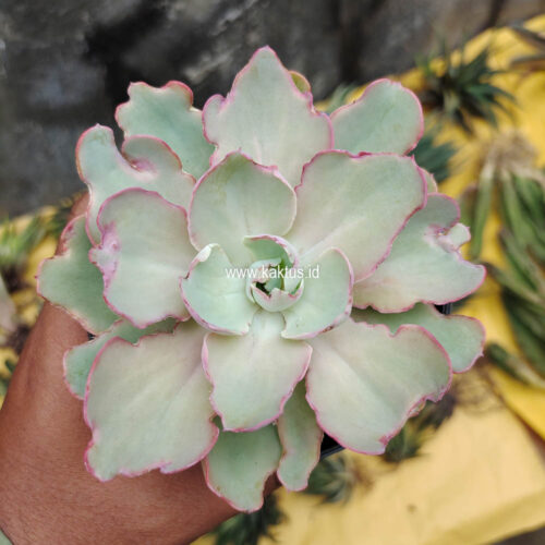 Echeveria Curly Chantilly, real gallery image #3 plants. Picture taken directly from kaktus.id community Echeveria farmer green houses.
